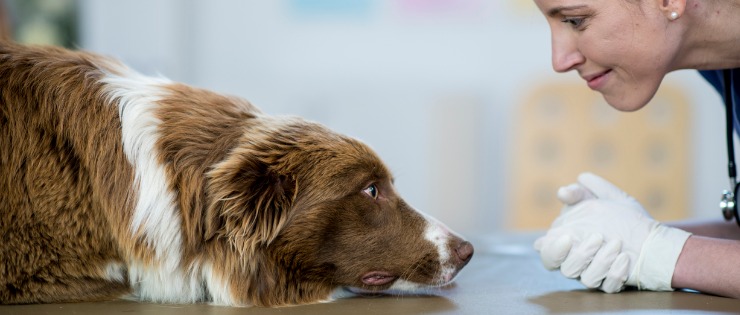 Female vet examining a dog who is trembling 