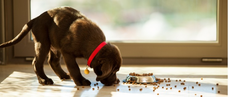 A rescue puppy who is eating the spilled contents of its food bowl off the floor after being brought home from a dog rescue shelter.