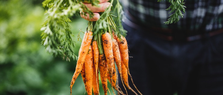 A farmer holding up a bunch of freshly picked carrots from the ground as an alternative to fruit.