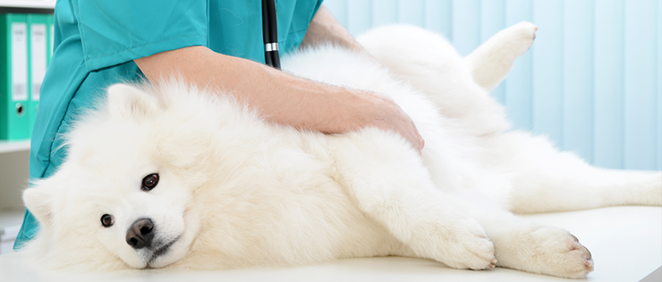 Joint and Ligament Injuries in Dogs