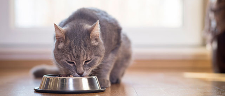 How Often Should You Feed Your Cat?