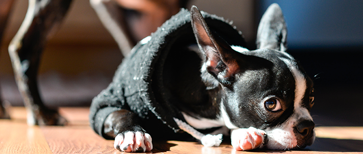 Preparing Your Pets for Winter