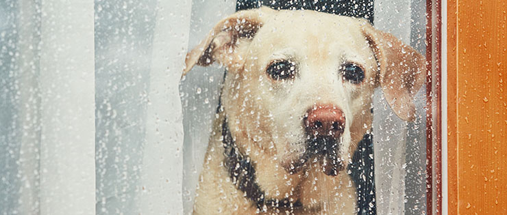 What to Do With Your Dog if It’s Raining! 