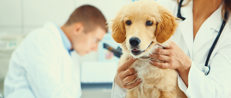 Should You Vaccinate Your Dog?