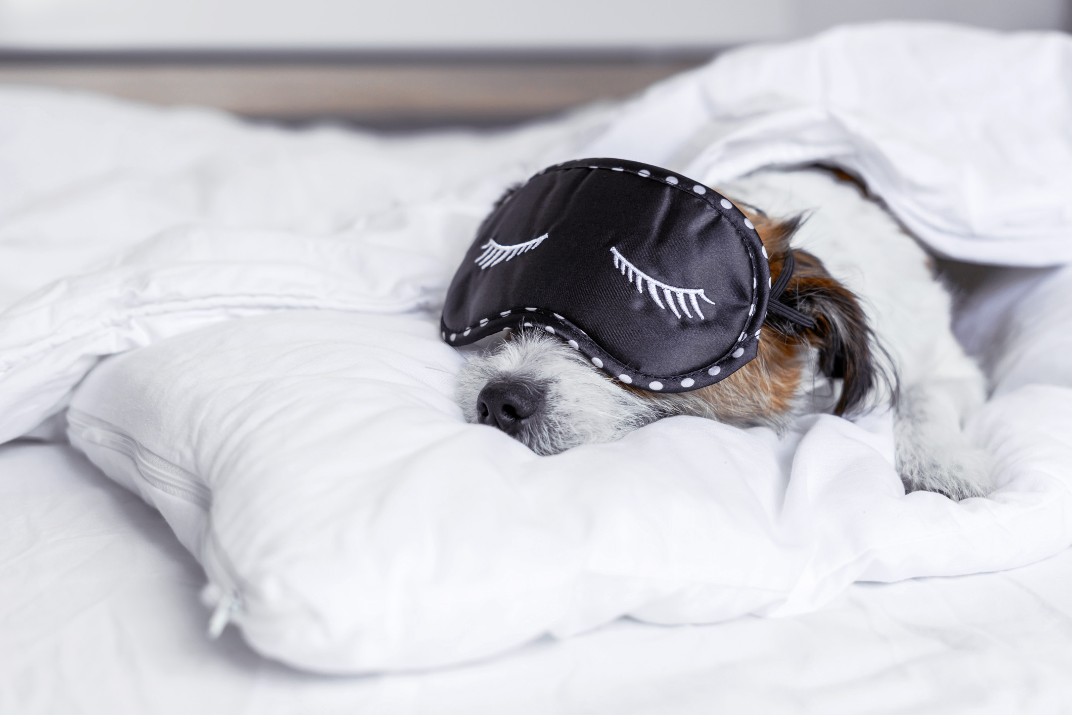 Dog in bed with sleeping mask