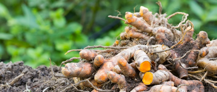 The turmeric plant has a  bioactive ingredient, curcumin, which is a anti-inflammatory and antioxidant that can improve minor health conditions.