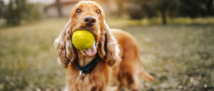 A dog at the park with a tennis ball in its mouth.