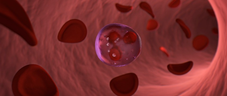 An illustration of bone marrow stem cells. 