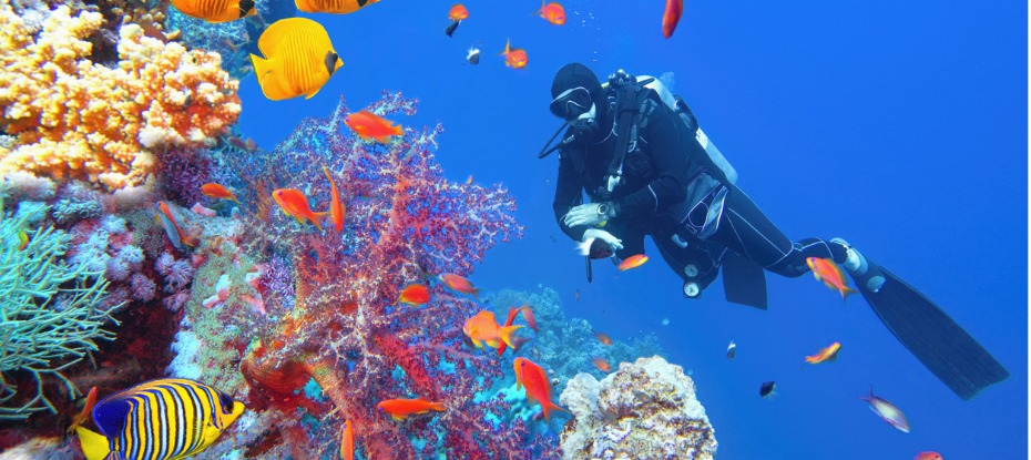 diver near the colourful corals of the great barrier reef