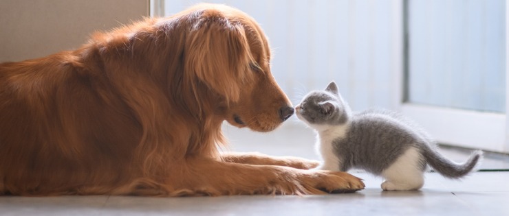 Relaxed dog being introduced to new kitten