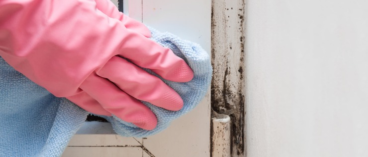 Mould and Dampness in Your Home Could Be Causing Severe Health Problems - Here’s Why