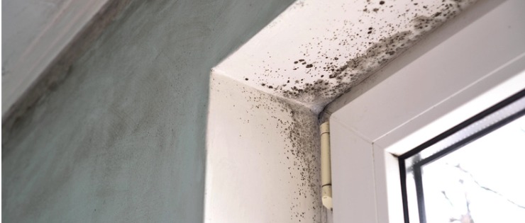 Windowsill in a home covered in mould causing severe health problems 