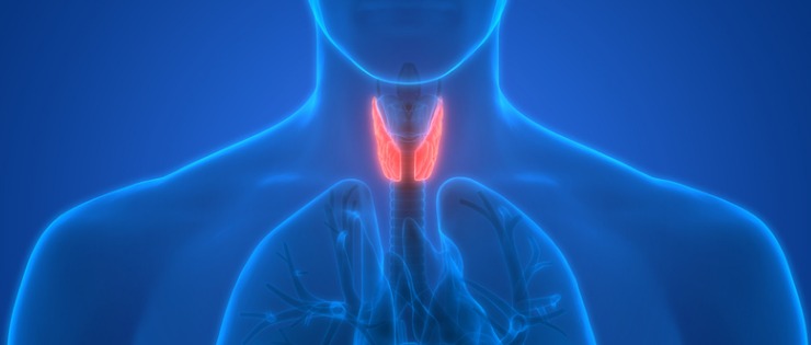 Diagram of the thyroid gland 