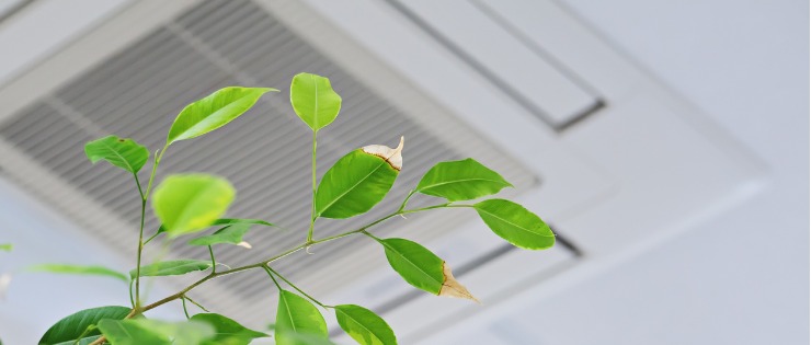 Bright green plant helping increase indoor ventilation 