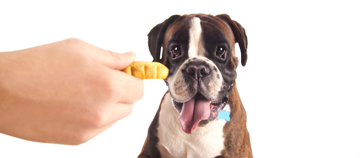 Can Dogs Eat Pineapple?  27 Foods Your Dog Can And Can't Eat.
