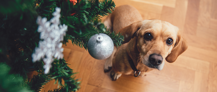 Pet Safety Tips for Christmas