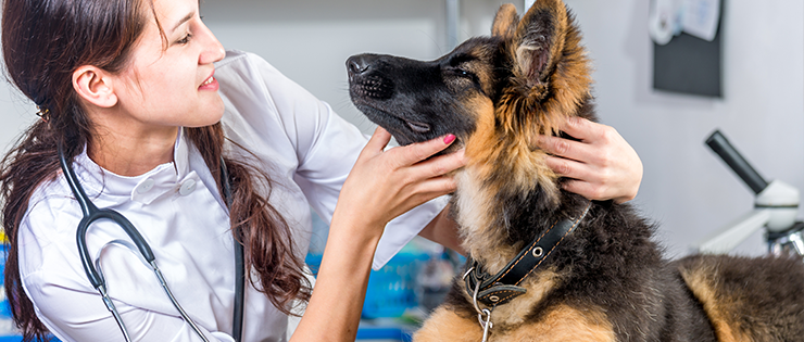 What does a pre-existing condition mean for my pet’s insurance?