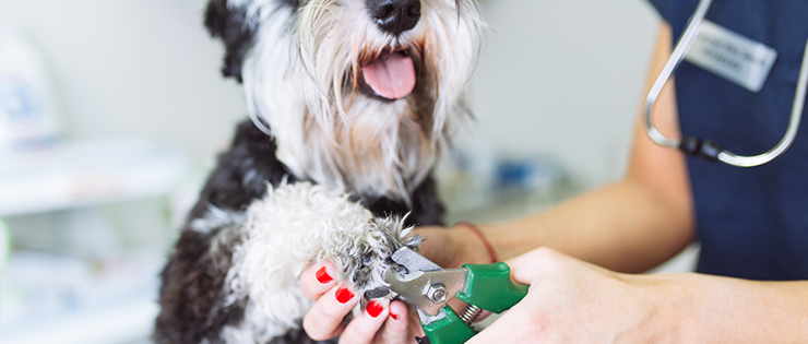 How to Clip Your Dog's Nails