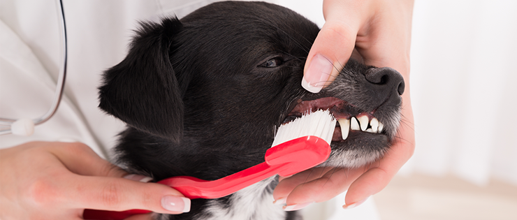 Keeping Your Dog's Teeth Free From Gum Disease 