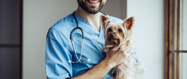 Blood Infections and UTI’s in Dogs